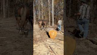 quotDRAFT HORSES Logging Made Easyquot [upl. by Swagerty202]