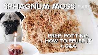 sphagnum moss prep potting reuse  sphag QampA  PART 1 [upl. by Omura176]