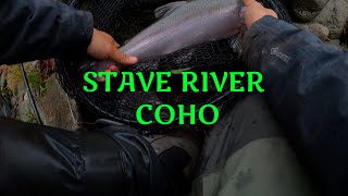 Stave Coho and Chums [upl. by Vershen]