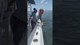 Goofish vs 300lb bull shark [upl. by Leach]