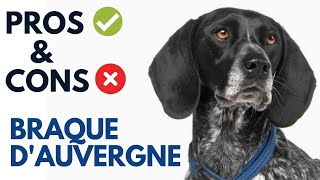 Braque dAuvergne Pros and Cons  Auvergne pointer Advantages and Disadvantages [upl. by Euseibbob]