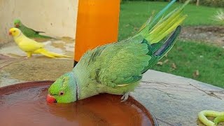 Parrot Natural Sounds amp Talking🤣🐦 [upl. by Daphene]