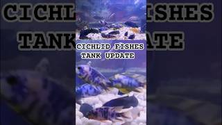 CICHLID FISHES TANK UPDATEcichlidaquariumcichlidfishaquariumfishpetfishaquaticcreaturespet [upl. by Cormac]