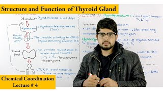 Thyroid gland and its hormones [upl. by Gloriane]