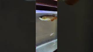 Golden crossback Arowana Maintained by Jeffrey [upl. by Lehet]