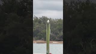 Seagull in Beaufort NC [upl. by Ahmed]