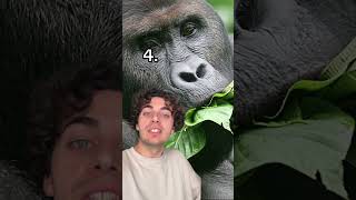 5 faits sur LES GORILLES 🦍 [upl. by Mirak]