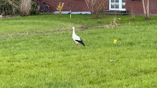 Mit dem Fahrrad durch das Naturschutzgebiet Kirchwerder instaonex2 natur fahrrad störche [upl. by Alfred]