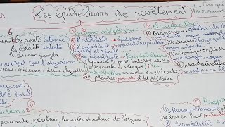 histologie Epithélium de revêtement1 er année pharmacie pharmacie story doctor histologie [upl. by Anali]