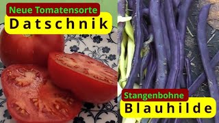 NeueTomatesorte Datschnik amp Stangenbohne Blauhilde [upl. by Ganley962]