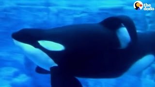 Tilikum Dies SeaWorld’s Most Famous Orca Passes Away  The Dodo [upl. by Ignatius]