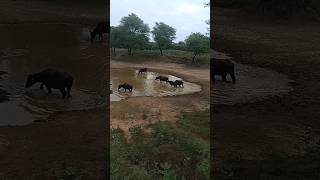 Barish ke last pani ka aanand lete huye murrah buffelo cow nlm viralvideo murrabul barishstatus [upl. by Blaze530]