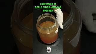 Apple Cider Vinegar Mother [upl. by Enida]