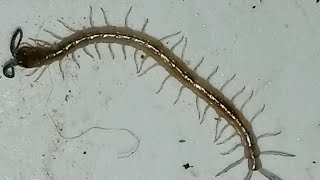 Scolopendra animal baby  Scolopendra the animal more leggy [upl. by Gillett627]