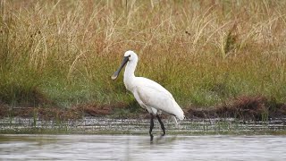 Eurasian spoonbill on Galterö [upl. by Nandor544]