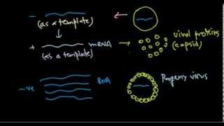 9 Replication of negative stranded RNA virus [upl. by Nit]