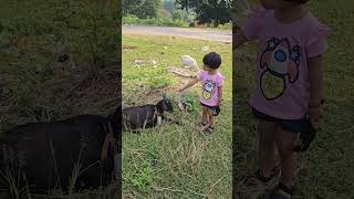 Aaradhya बकरी ke साथ khub खेली  Goat  बकरी  ytshorts goat animals animallover shortvideo [upl. by Wittenburg21]