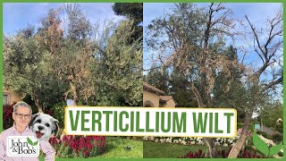 Verticillium Wilt  What Is It amp How To Deal With It [upl. by Pero375]