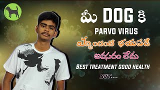 parvo virus వస్తే భయపడే అవసరం లేదు  parvo virus Best treatment in Telugu  Rottweiler training [upl. by Akirdnwahs]