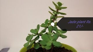 Unboxing Jade plant Loot for just Rs21 from Nursery live Nurserylive Gardening Jade Plant [upl. by Elwira]