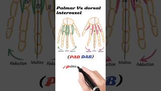 interossei muscles action [upl. by Merta]