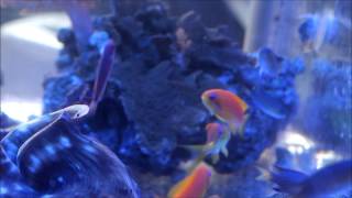 Vanderbuilt Chromis with Anthias [upl. by Neelrihs433]