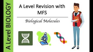 A Level AQA Biology Biological Molecules  Proteins amp Enzymes Exam Questions [upl. by Fiester388]