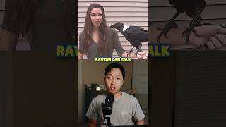 Crows vs Ravens Part 2 What’s the Difference crows ravens [upl. by Kenzie]