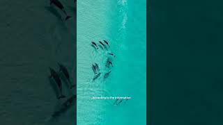 Delfinlar haqida ajoyib maʼlumotlar 🐬dolphins dolphin facts delfin delfinlar [upl. by Dorita]