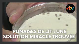 Lutte contre les punaises de lit  une solution miracle trouvée à Nice [upl. by Atiuqehc566]