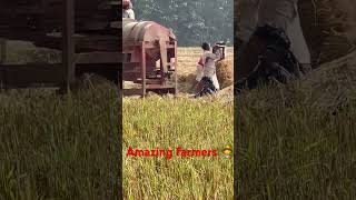 Farmers working on the paddy fields 👩‍🌾🧑‍🌾 amazing tipsandtricks shortsvideo [upl. by Jimmie]