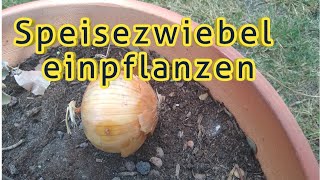 Zwiebel einpflanzen Keimende Zwiebeln einpflanzen Speisezwiebel im Topf pflanzen vermehren anbauen [upl. by Ainekahs]