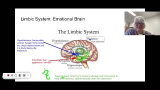 AP Psychology the limbic system [upl. by Eirbua]