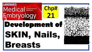 Langman Chapter21  Development of Integumentary System  Embryology  Dr Asif Lectures [upl. by Naitsirhk]