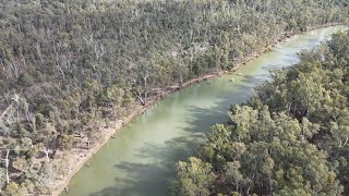 Murray Cod Trout Cod and Silver Perch Fishing The Murray River Delivers The Goods [upl. by Blight]