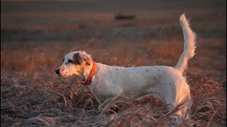 WILD PHEASANTS In North Dakota [upl. by Irec]