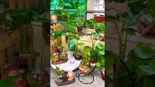 Indoor Plants Propagate in Water from Cuttings  Propagating Plants in Water Without Soil [upl. by Schlenger]