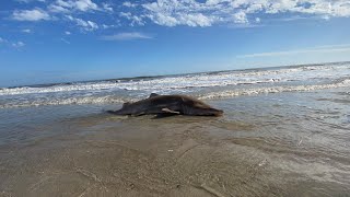 SHARK FISHING FROM SHORE  EDISTO ISLAND SHARK HUNTERS [upl. by Horatia]