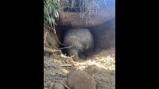 Cutest Wombat animals wombat pig awesomewildlife cute wildlifewonders pets worldofnaturetv [upl. by Aelyak218]