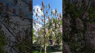 chinesischer Blauglockenbaum Paulownia tomentosa  Gartenexpedition invasiveplants paulownia [upl. by Udela]