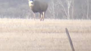 Southern Alberta Mule Deer in the Rut [upl. by Andert349]