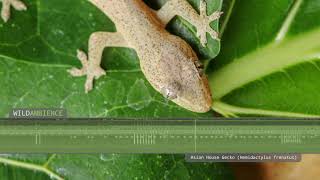 Asian House Gecko  Sounds [upl. by Arutnev]