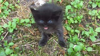 Baby kitten meow very loud on the street [upl. by Hodgkinson]