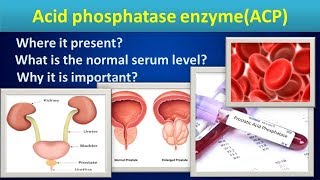 Acid phosphatase enzymeAcidphosphatataseEnzyme [upl. by Nage]