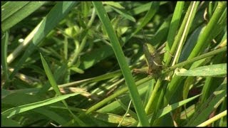 The Grasshopper Caelifera Orthoptera [upl. by Madelaine269]