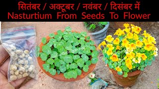 Nasturtium Flower From Seeds How To Grow  Nasturtium फूल का बीज कैसे उगाए  Winter Flower Plant [upl. by Anaed105]