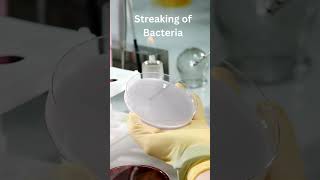 Streaking of Bacteria on Agar Plates [upl. by Iggem759]