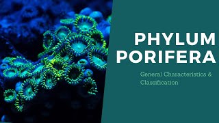 Phylum Porifera  First year BSc  ZOOLOGY 01 [upl. by Anilok394]