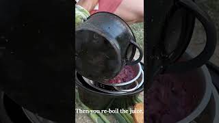 How I preserve wild grape juice jelly or wine foraging wildedibles [upl. by Agan8]