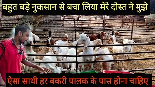 जब ये हो साथ तो बकरी पालन होगा झक्कास  Goat farming in hindi  Bakri Palan kaise karen [upl. by Eidurt656]